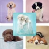 Seasons | Character Stickers<SmileMakers Rachael Hale Dogs Stickers - Stickers from