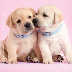 Valentine's Day | Character Stickers<SmileMakers Rachael Hale® Valentine Stickers - Stickers from
