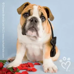 Valentine's Day | Character Stickers<SmileMakers Rachael Hale® Valentine Stickers - Stickers from